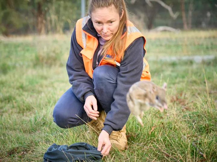 bmd_mru_bandicoot_hunt_017